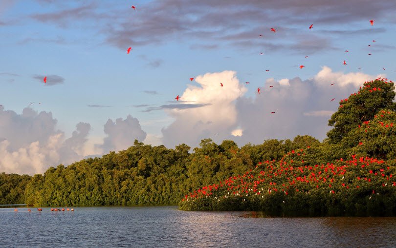 Caroni Bird Sanctuary, Caroni Swamp, Trinidad, Trinidad and Tobago